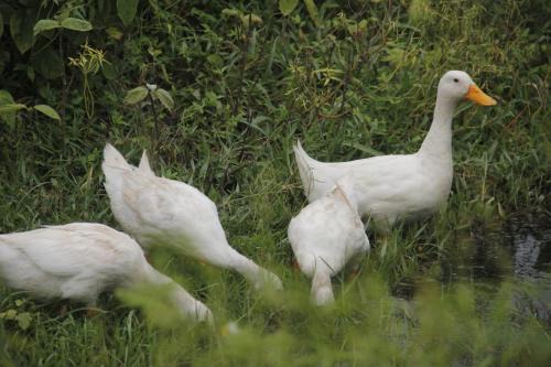 Rupkatha Eco Stay, Home Stay in Kālipahāri